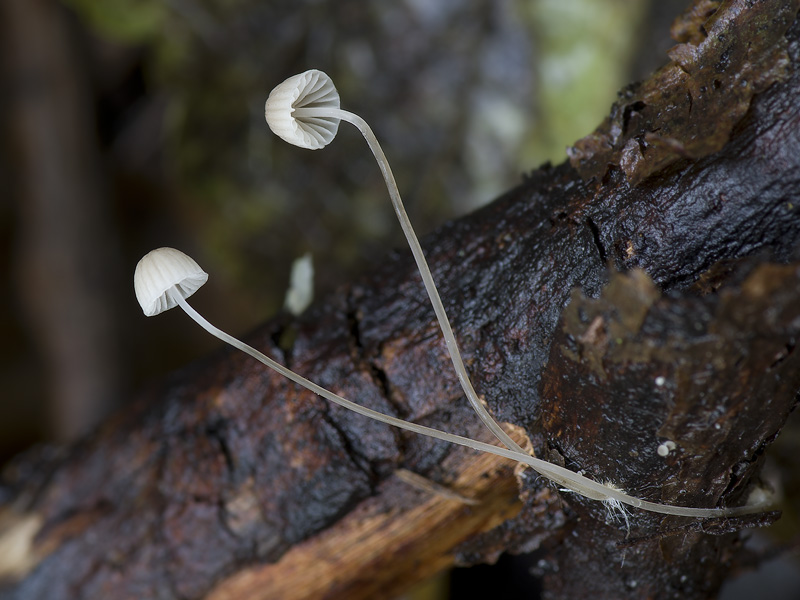 Mycena mirata